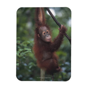 Orangutan Baby Climbing Liana Magnet