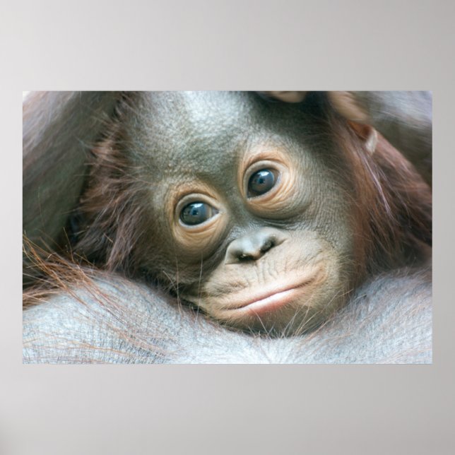 Orangutan Baby Clinging To His Mother Poster (Front)
