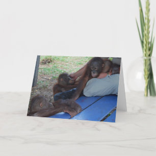 Orangutan Baby Orphans Card