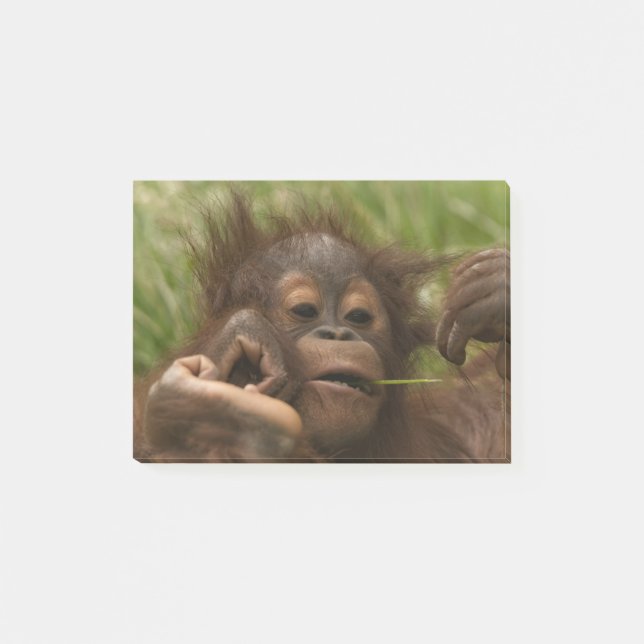 Orangutan Baby Post-it Notes (Front)