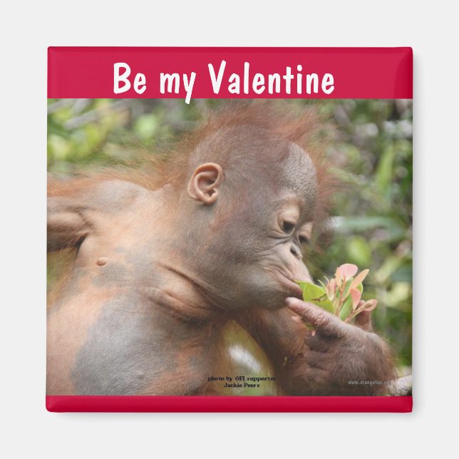 Orangutan Baby Valentine's Day Magnet (Front)