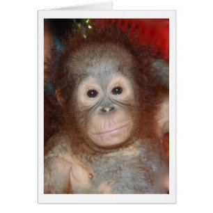 Orangutan, Bébé Cutest, Faune de Bornéo