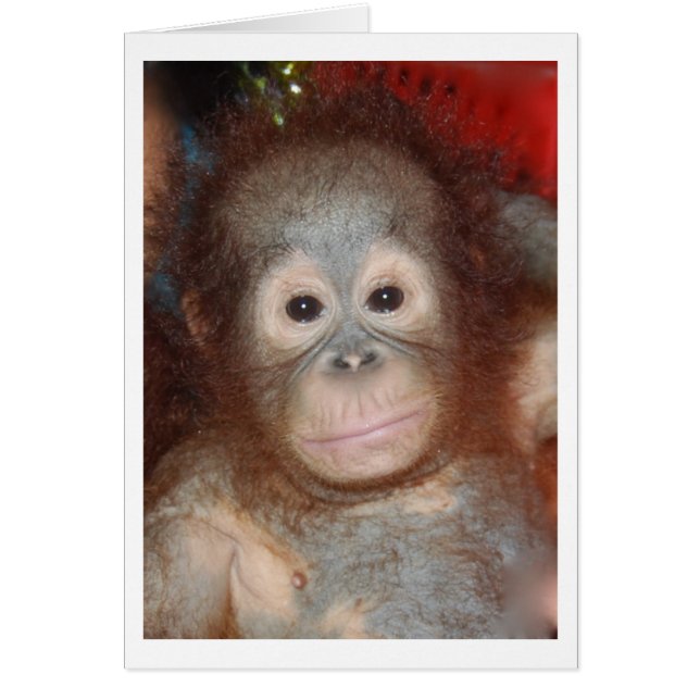 Orangutan, Bébé Cutest, Faune de Bornéo (Devant)