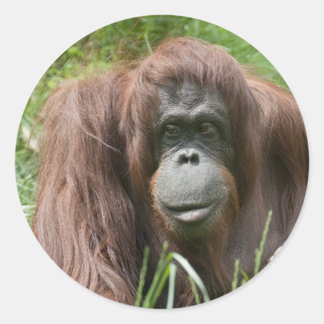 Orangutan Classic Round Sticker (Front)