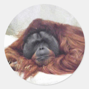 Orangutan Classic Round Sticker