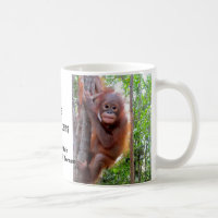 Orangutan Conservation Baby Uttuh