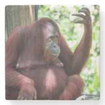 Orangutan Contemplation 