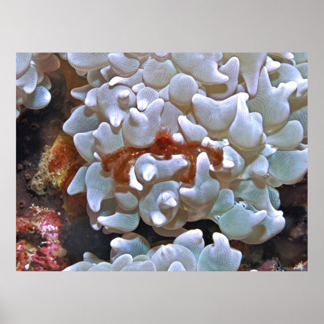 Orangutan Crab Poster (Front)