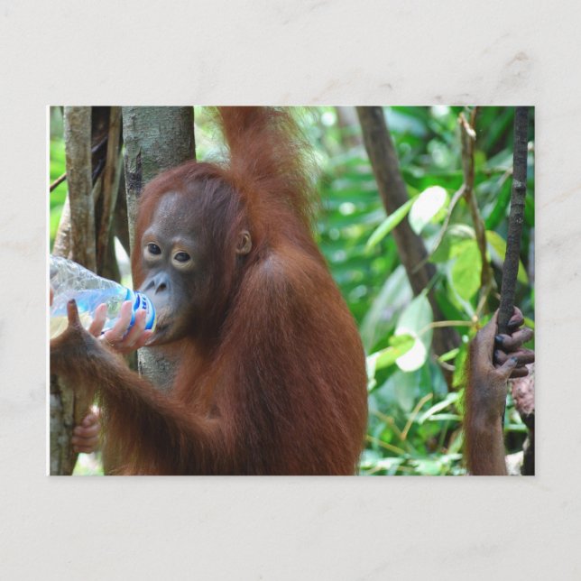 Orangutan Drinks Water in Forest Postcard (Front)