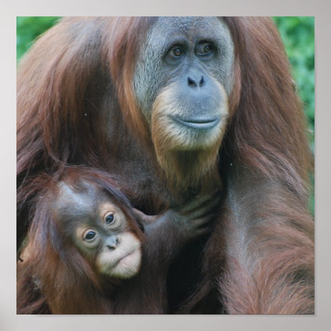 Orangutan Family Poster (Front)