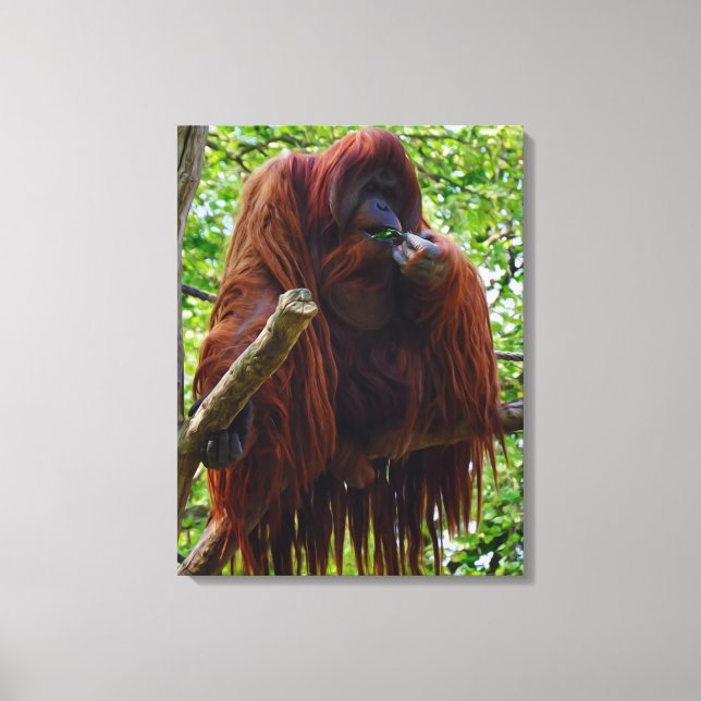 Orangutan - Full Canvas Print (Front)