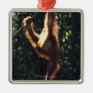 Orangutan Hanging on Liana 2 Metal Ornament