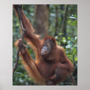 Orangutan Hanging on Liana Poster