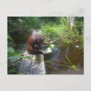 Orangutan in Borneo Forest Postcard