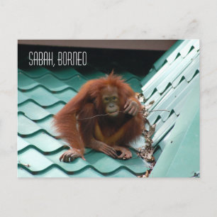 Orangutan in Borneo Rainforest Jungle Photograph Postcard