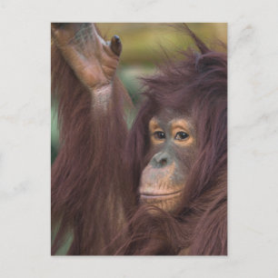 Orangutan Kayan Jigsaw Postcard