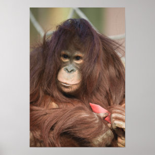 Orangutan Kayan Poster