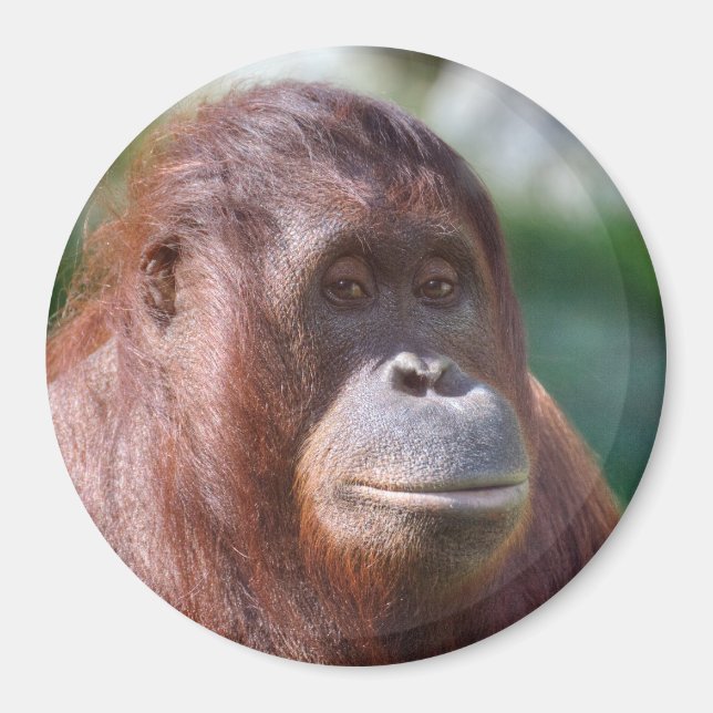 Orangutan Lady Magnet (Front)