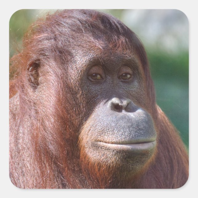 Orangutan Lady Square Sticker (Front)
