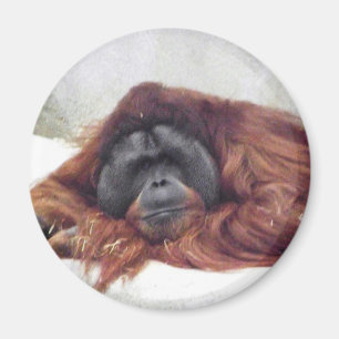 Orangutan Magnet