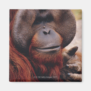 Orangutan Magnet