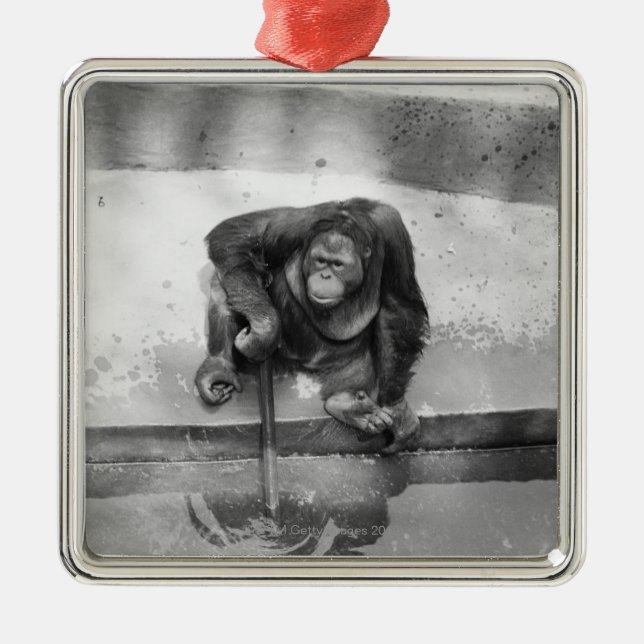 Orangutan Metal Ornament (Front)