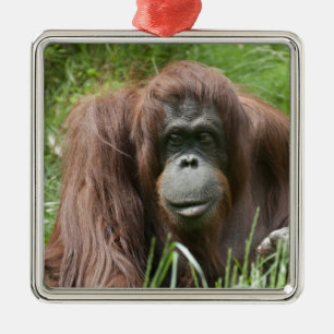 Orangutan Metal Ornament