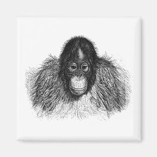 Orangutan Monkey Chimp Nature Art Ape Drawing Magnet