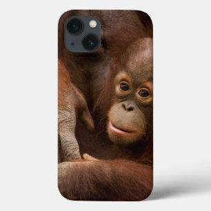 Orangutan Mother and Baby at the Zoo iPhone 13 Case