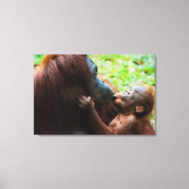 Orangutan mother and baby canvas print (Front)