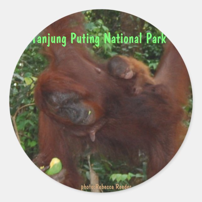 Orangutan Mother and Baby Classic Round Sticker (Front)