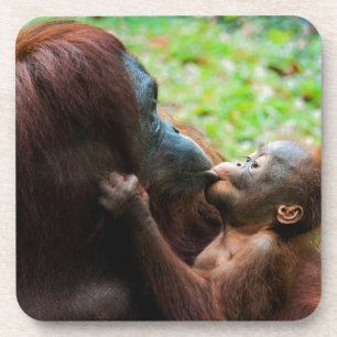 Orangutan mother and baby coaster