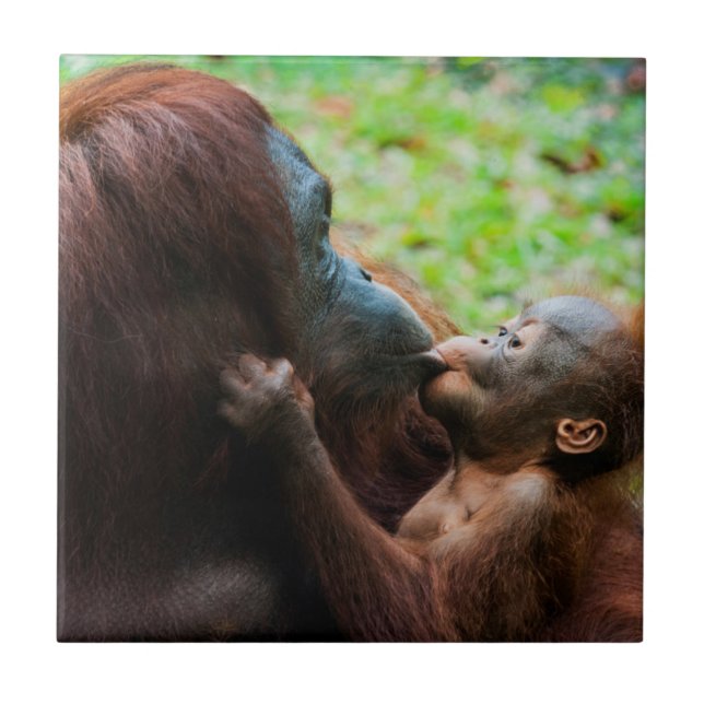 Orangutan mother and baby tile (Front)
