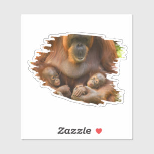 Orangutan Mother Holding Two Babies
