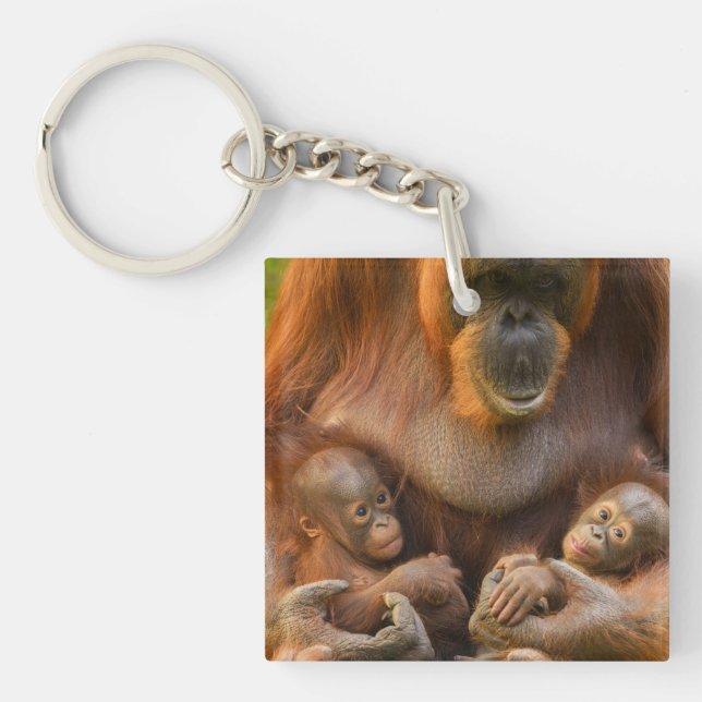 Orangutan Mother Holding Two Babies Keychain (Front)