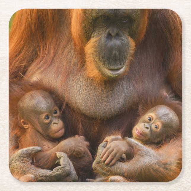 Orangutan Mother Holding Two Babies Square Paper Coaster (Front)