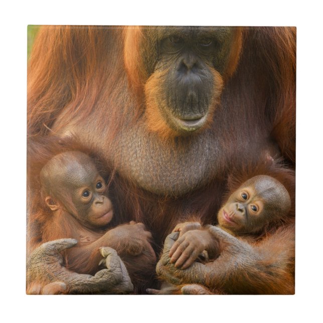 Orangutan Mother Holding Two Babies Tile (Front)
