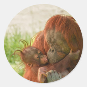 Orangutan Mother Tender Moments Classic Round Sticker