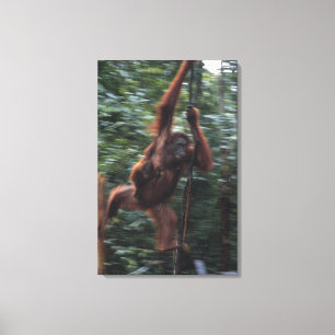 Orangutan Mother with Baby 3 Canvas Print