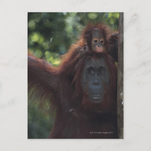 Orangutan Mother with Baby 5 Postcard
