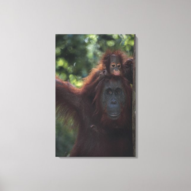 Orangutan Mother with Baby Canvas Print (Front)