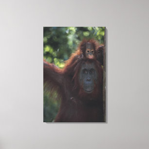 Orangutan Mother with Baby Canvas Print