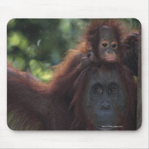 Orangutan Mother with Baby Mouse Pad