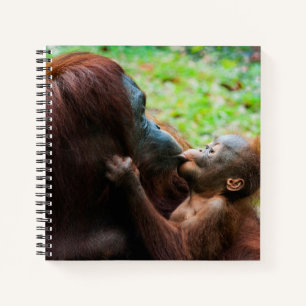 Orangutan Mother with Baby Notebook