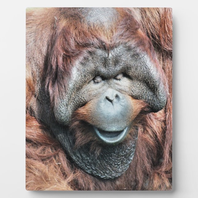 ORANGUTAN PLAQUE (Front)