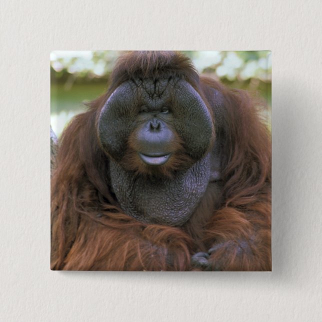 Orangutan Pongo Pygmaeus 2 Inch Square Button (Front)