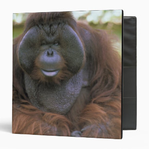 Orangutan Pongo Pygmaeus Binder