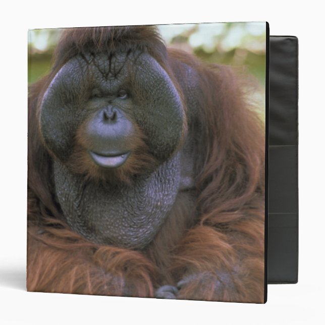 Orangutan Pongo Pygmaeus Binder (Front/Inside)