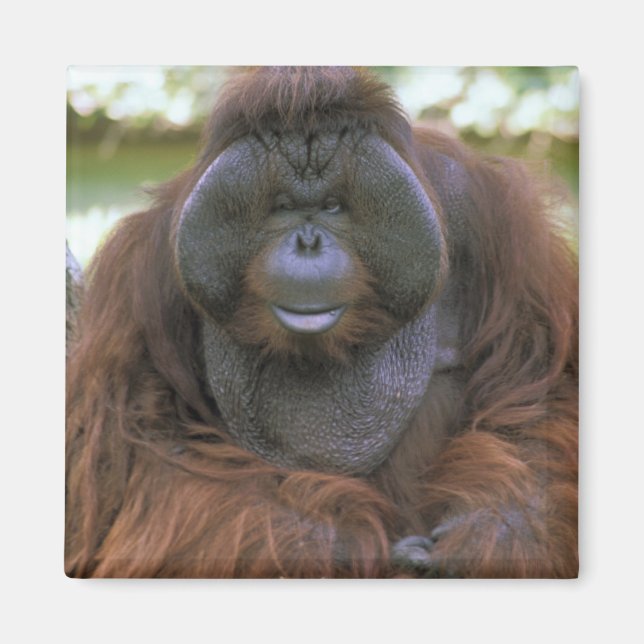 Orangutan Pongo Pygmaeus Magnet (Front)