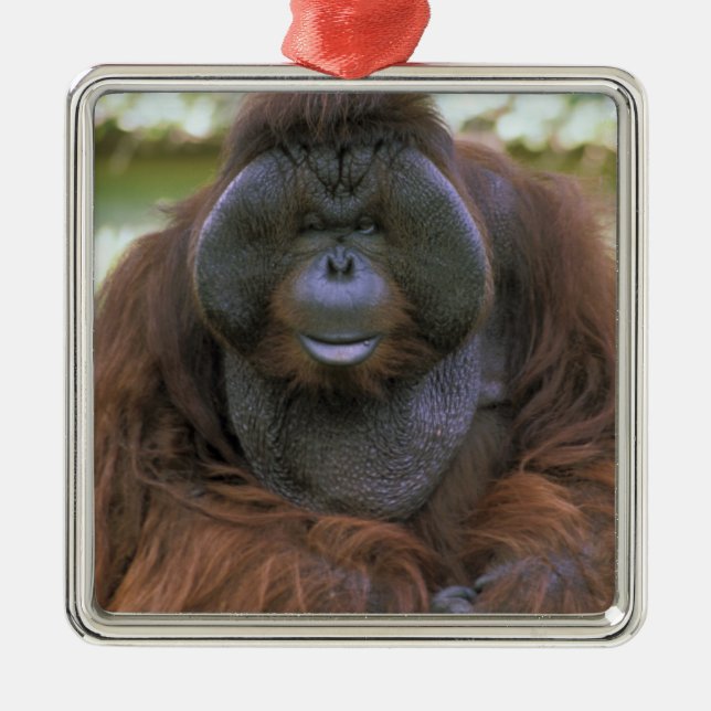 Orangutan Pongo Pygmaeus Metal Ornament (Front)